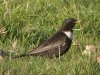 Ring Ouzel at Hadleigh Downs (Steve Arlow) (123460 bytes)
